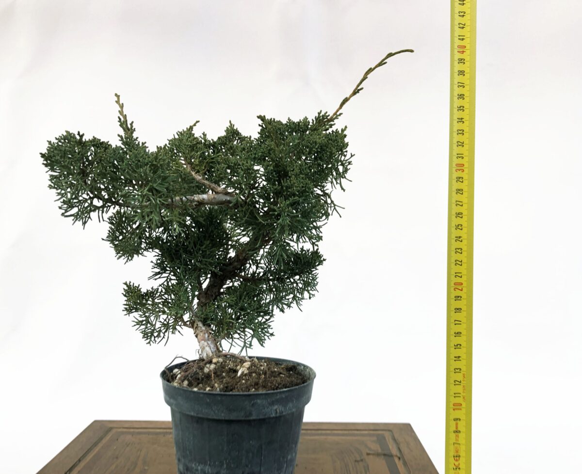 JUNIPERUS KISHU (Ginepro) H DAL NEBARI 25CM - Renzo Vivai