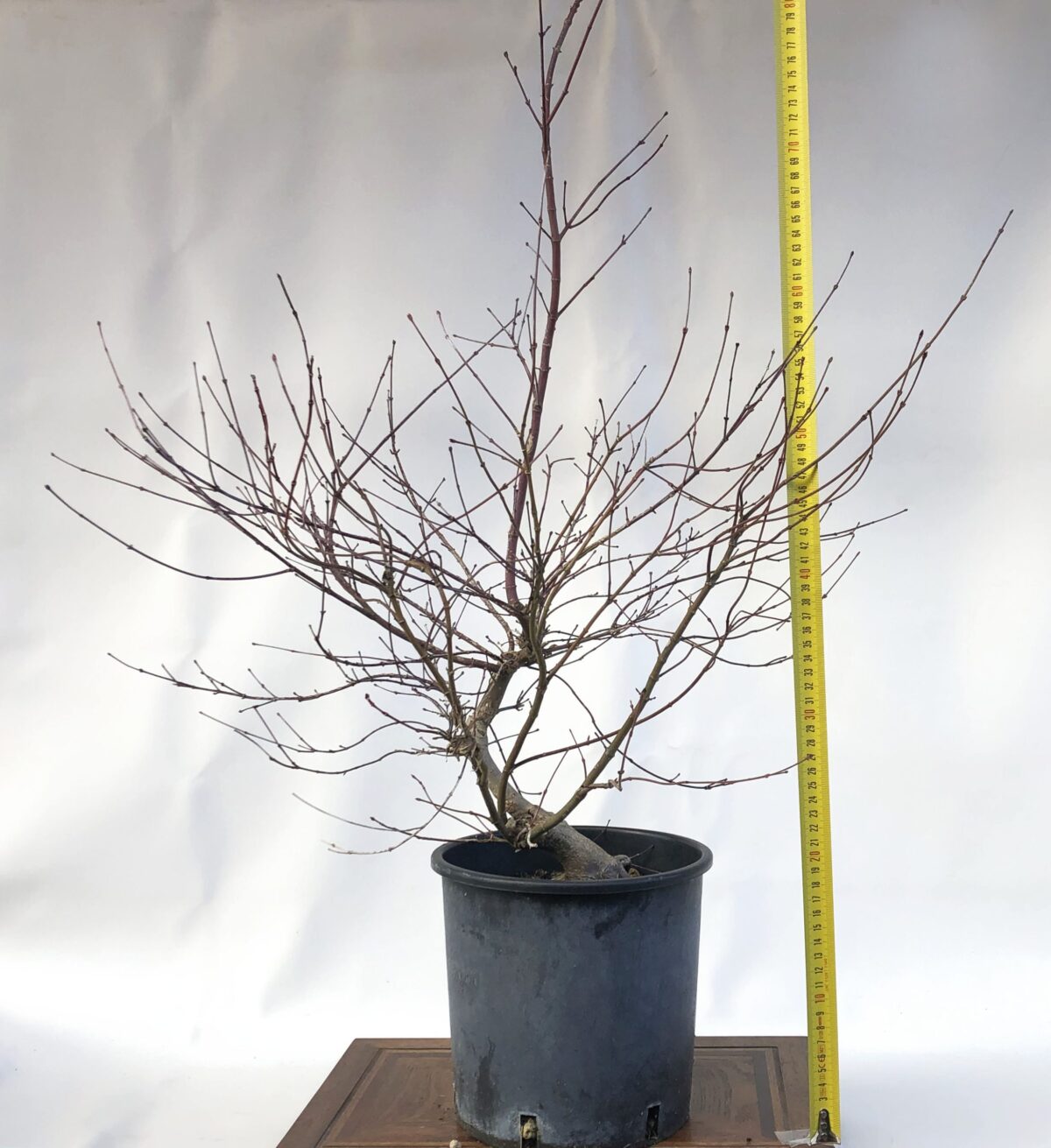 ACER DESHOJO (ACERO) H PIANTA 26CM - Renzo Vivai