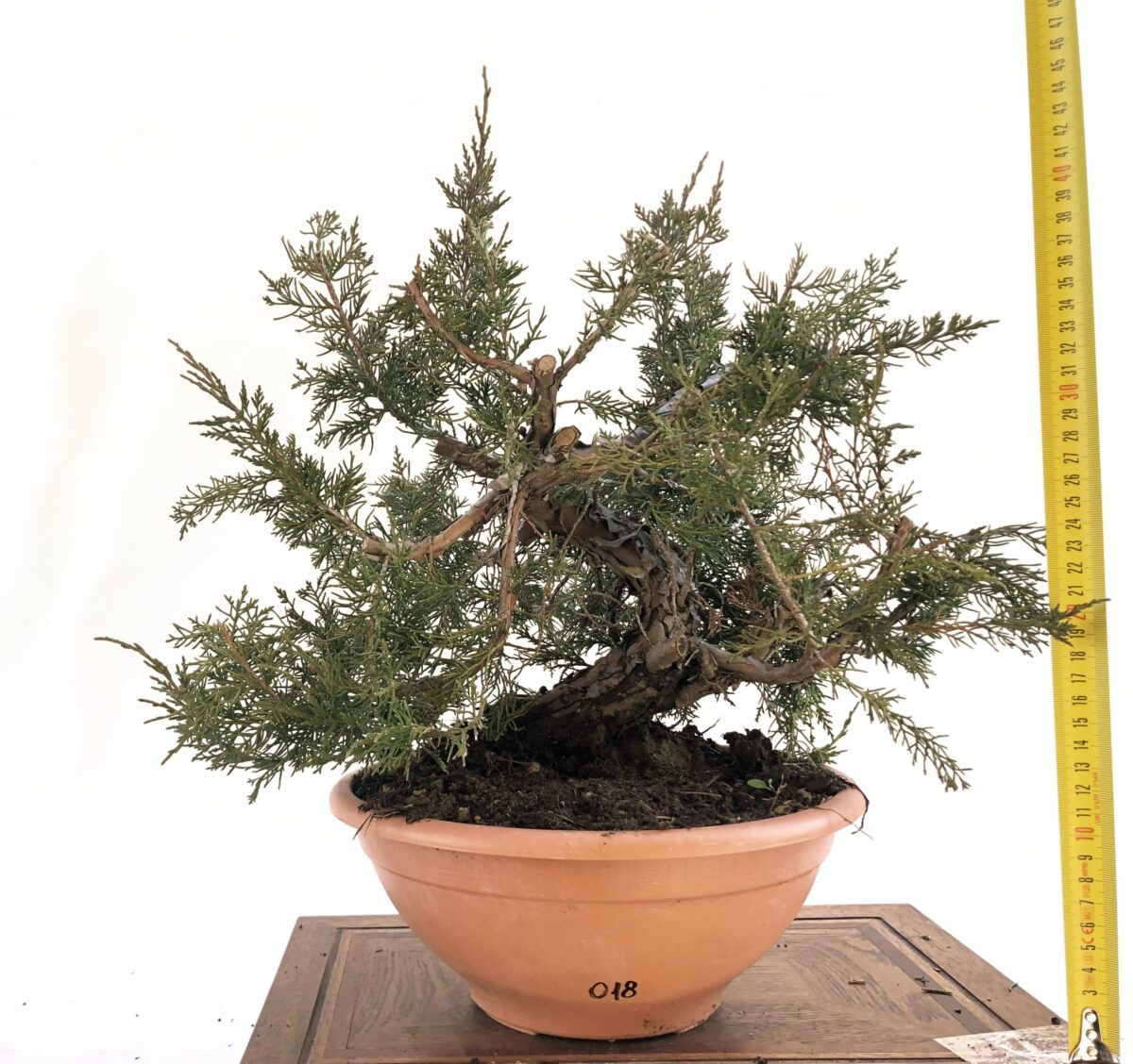 JUNIPERUS ITOIGAWA (Ginepro) H PIANTA 28CM - Renzo Vivai