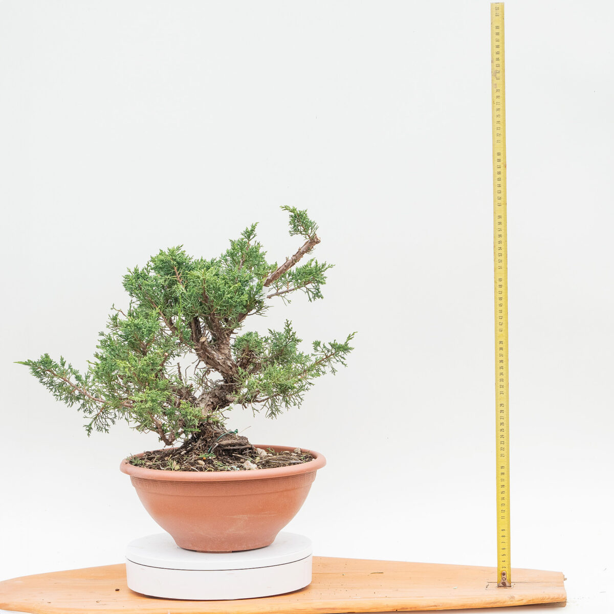 JUNIPERUS KISHU DA TALEA (Ginepro) H PIANTA 38 CM - Renzo Vivai