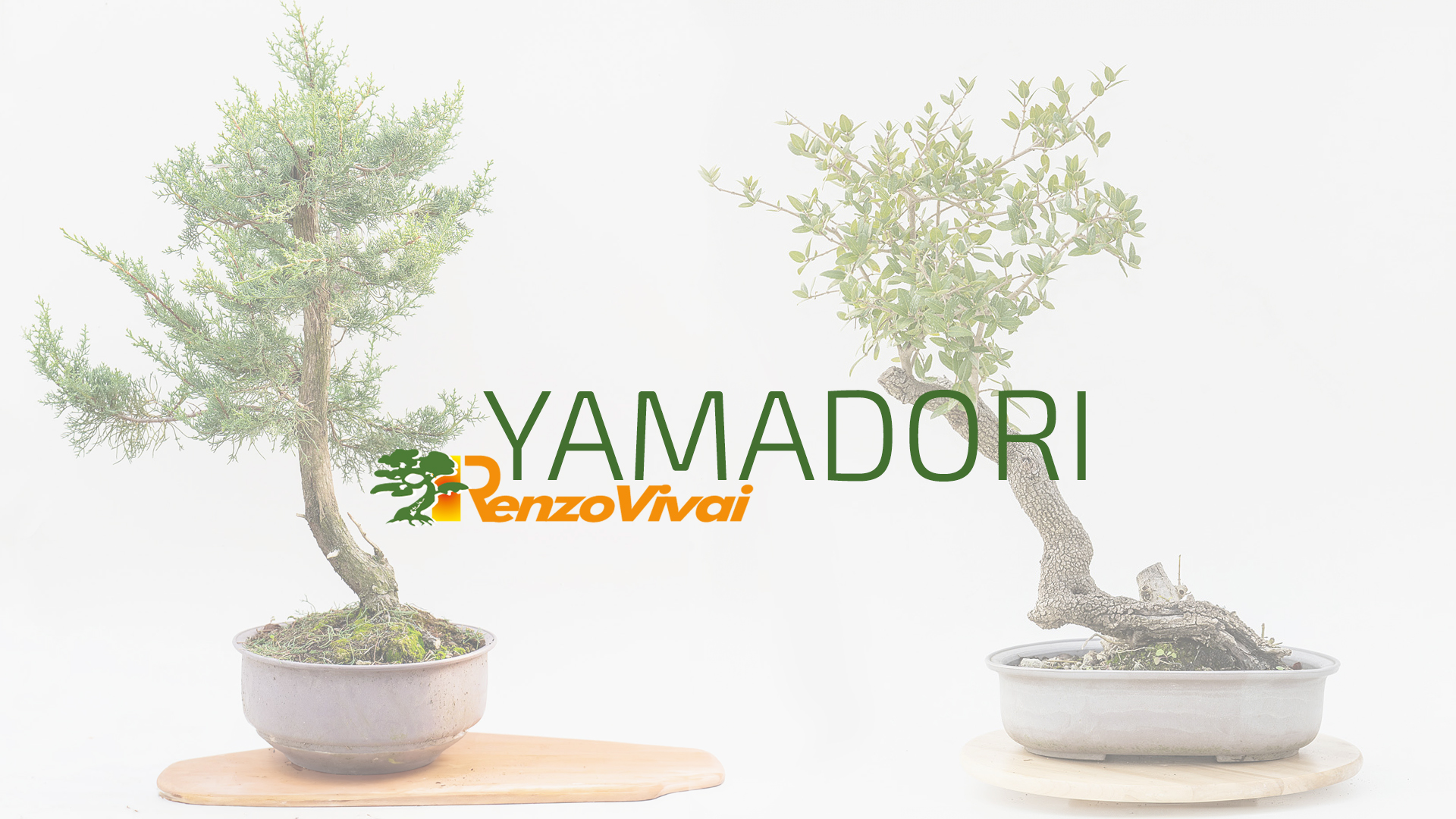 Yamadori