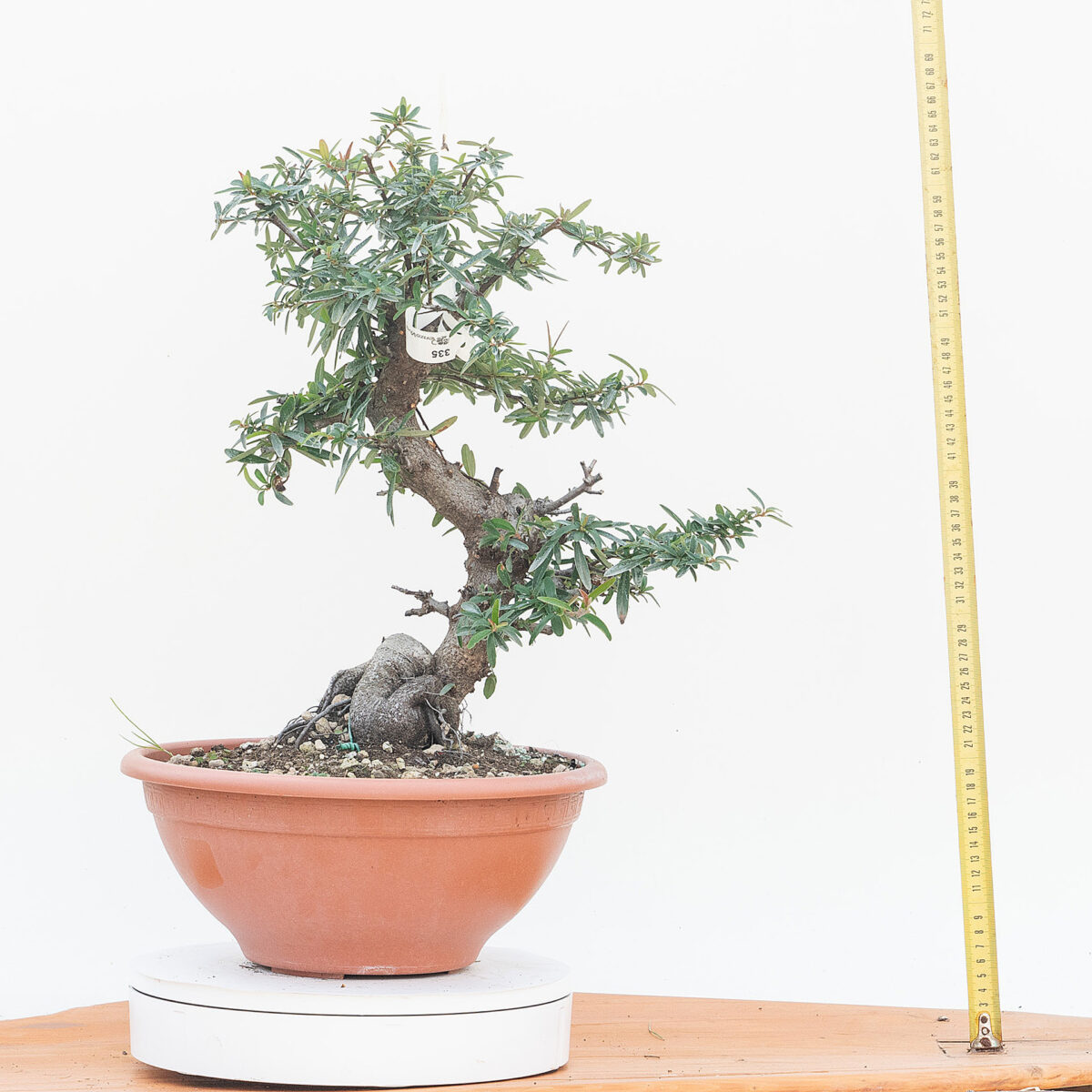 Renzo Vivai - Vendita PreBonsai in Italia - Azienda Italiana