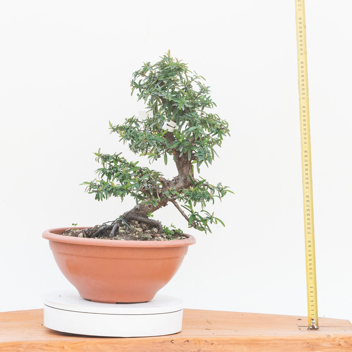 Renzo Vivai - Vendita PreBonsai in Italia - Azienda Italiana