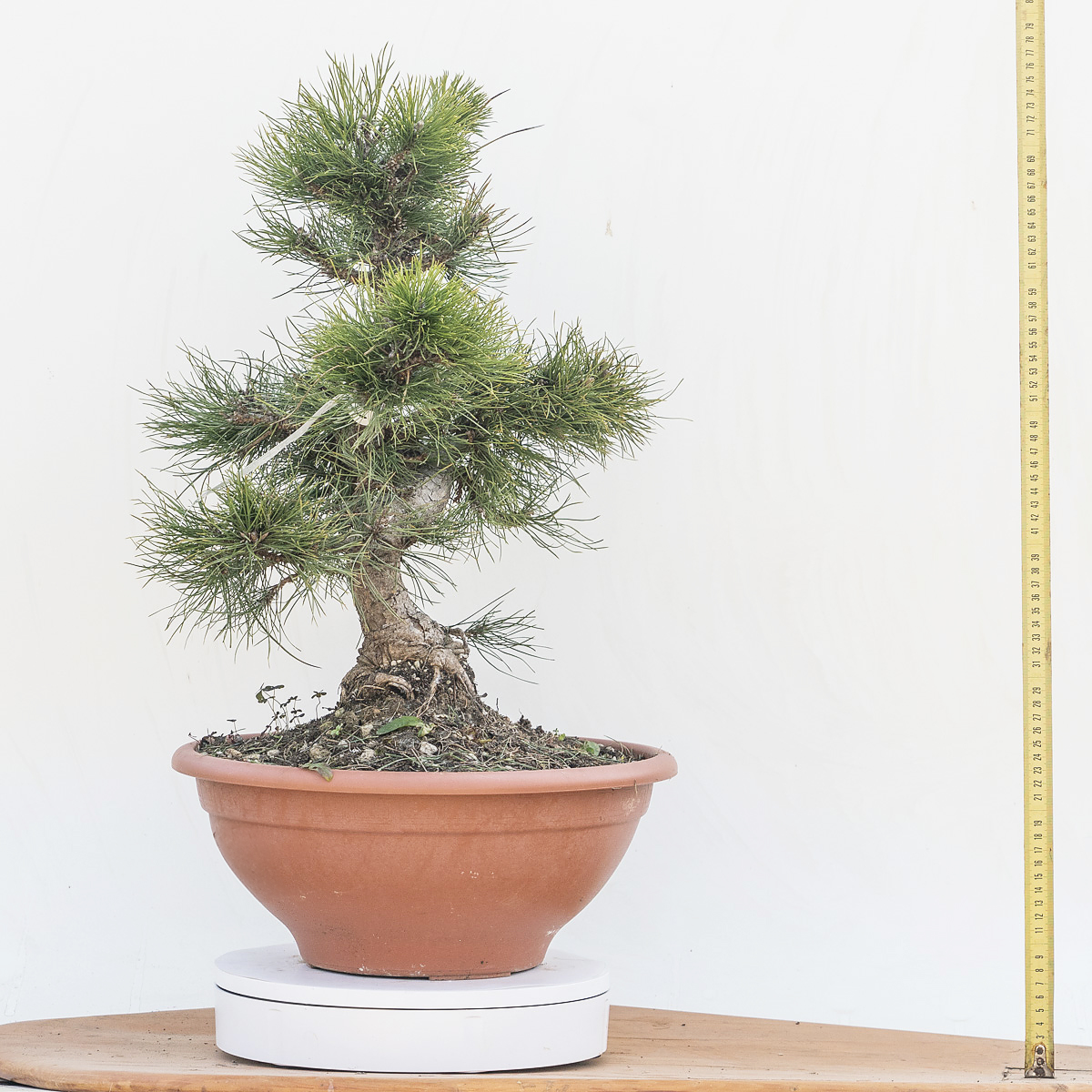 Renzo Vivai - Vendita PreBonsai in Italia - Azienda Italiana